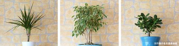 绿萝|太多人不知道,在家里放上这几款植物,既能驱蚊还能吸甲醛