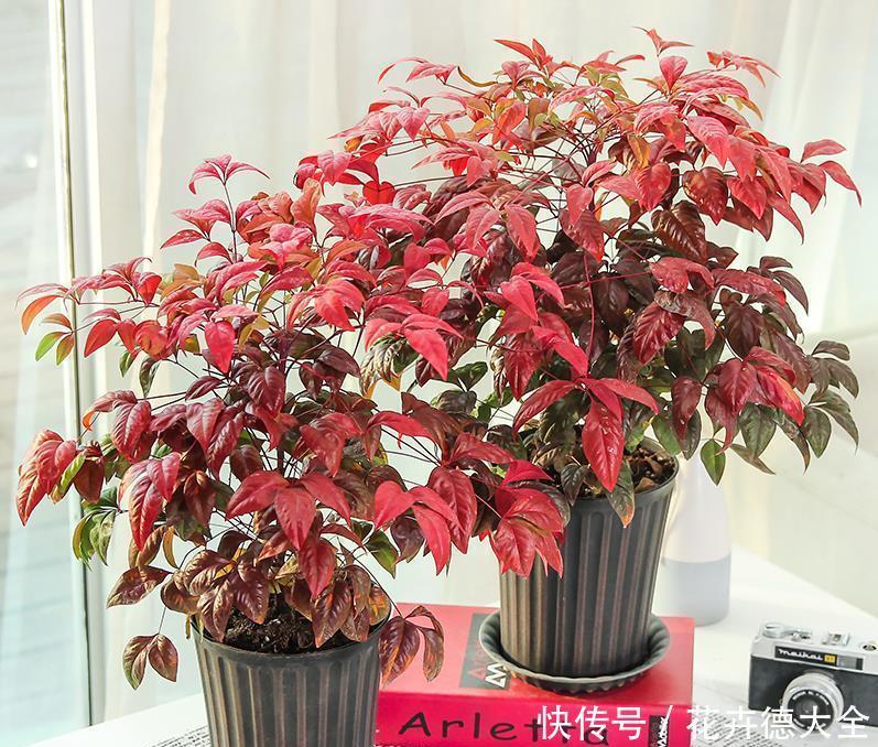 花农|南天竹怎么养?看花农解答,怎么养好南天竹!