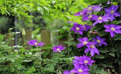 老妈养了5年的铁线莲，每年开春做好3件事，根系壮开花旺！