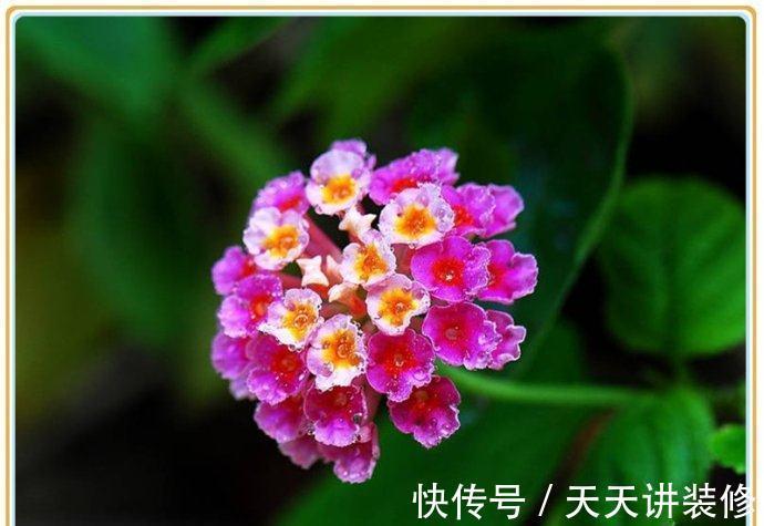 养花试试这几款，花朵在盛开的情况下全是相依相偎而开