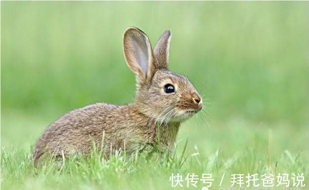 季节|生肖兔：不同的季节不同种命运，看看你是贫穷还是富有