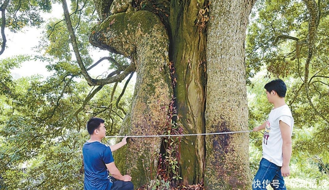 金丝楠木如此珍贵，为何很少有人去种植？