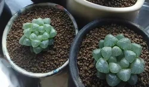 光照|塑料杯子没用?给多肉植物扣一个,叶子马上变圆润又水灵