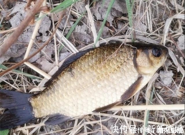 垂钓|夏季野钓的三个小妙招，学会这样用饵，大板鲫手到擒来