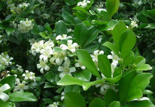 大气|4种盆栽花卉,大气又好养,养成盆景美极了,值得拥有!