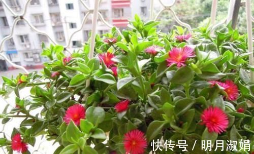 种花|美得出奇的4种花，花朵超漂亮，一年开花多次，养护容易