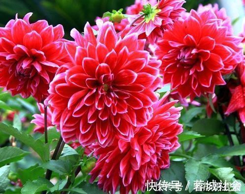 阳台上|5种花是花中劳模，一年四季开花不断，繁花似锦，开花娇艳