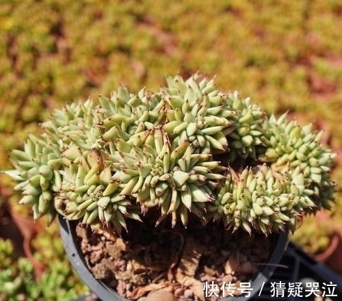 喜欢养多肉得选漂亮好养的,这12款东云系,唯美霸气度夏容易