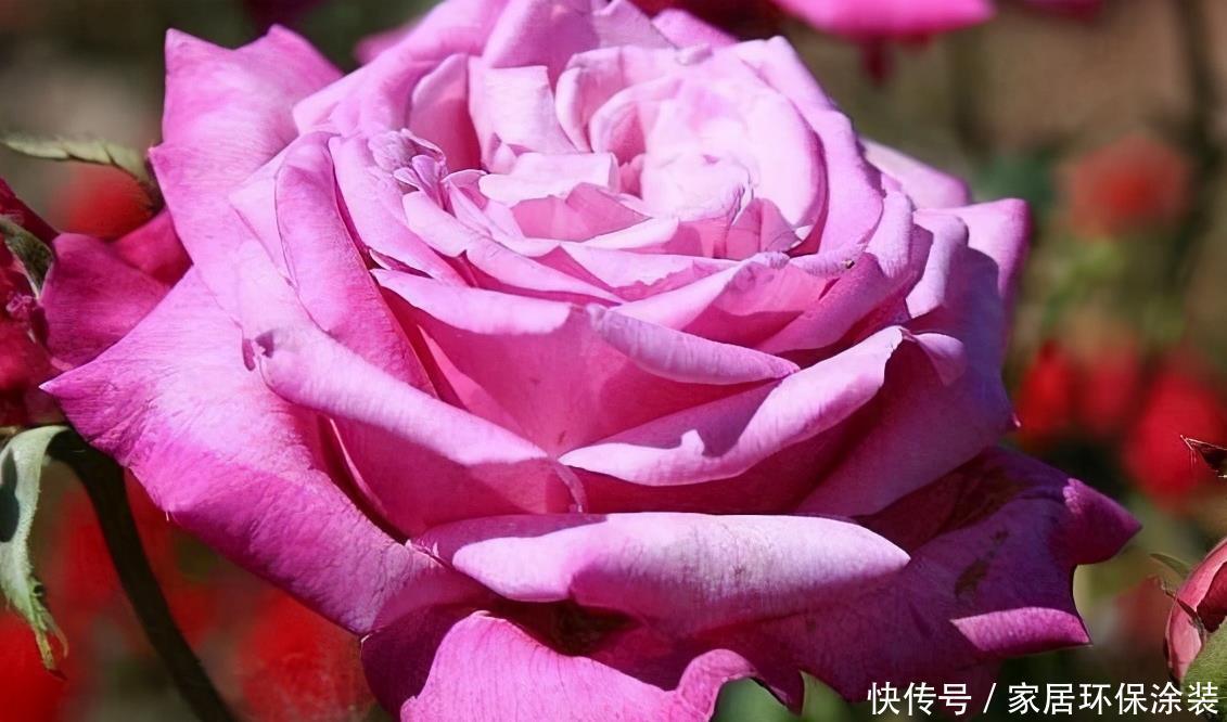 20款紫色月季品种。浓香、抗病非常好养,天然紫色唯美盛开