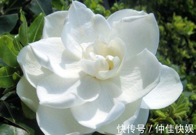 栀子花度夏注意的几点，花开不断，枝繁叶茂不再黄叶