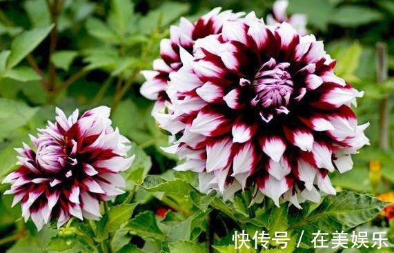 养花就养“绝美”的,花卉品种繁多,花朵硕大花色浓艳,美翻了