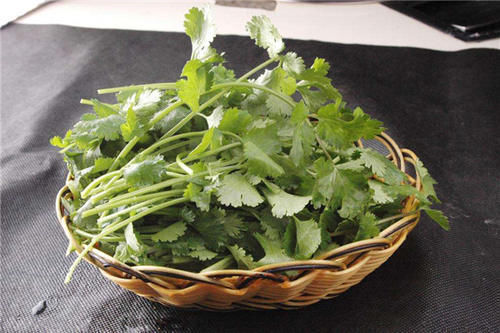 叶子|香菜保存有窍门，放一年叶子依旧翠绿新鲜，不变味，太实用了