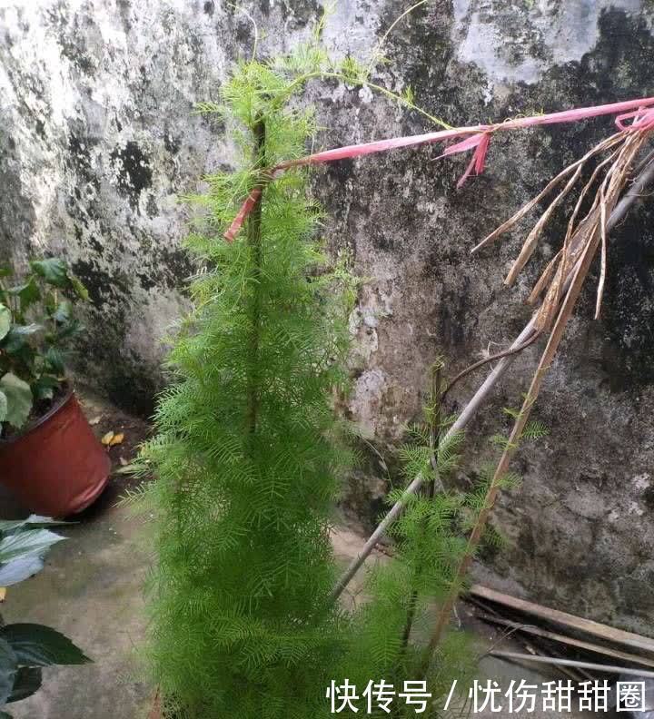 春天就养这2种花，一盆可以开一整个阳台的花儿，漂亮清新