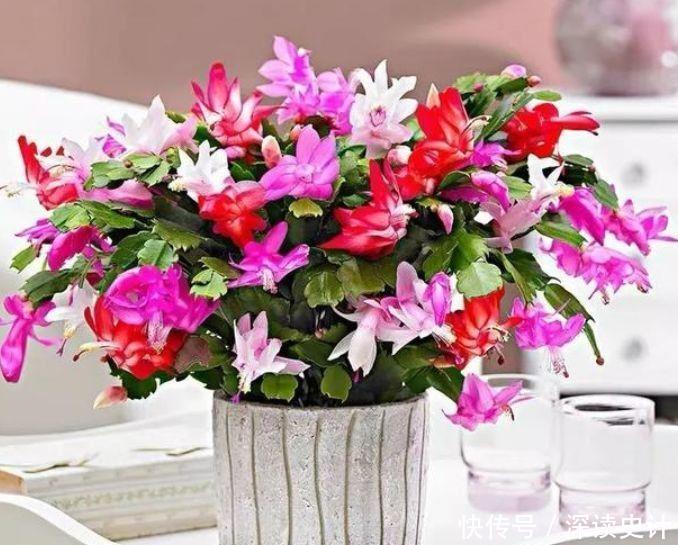 冬天已到,几款花卉养在家里,养护简单又漂亮