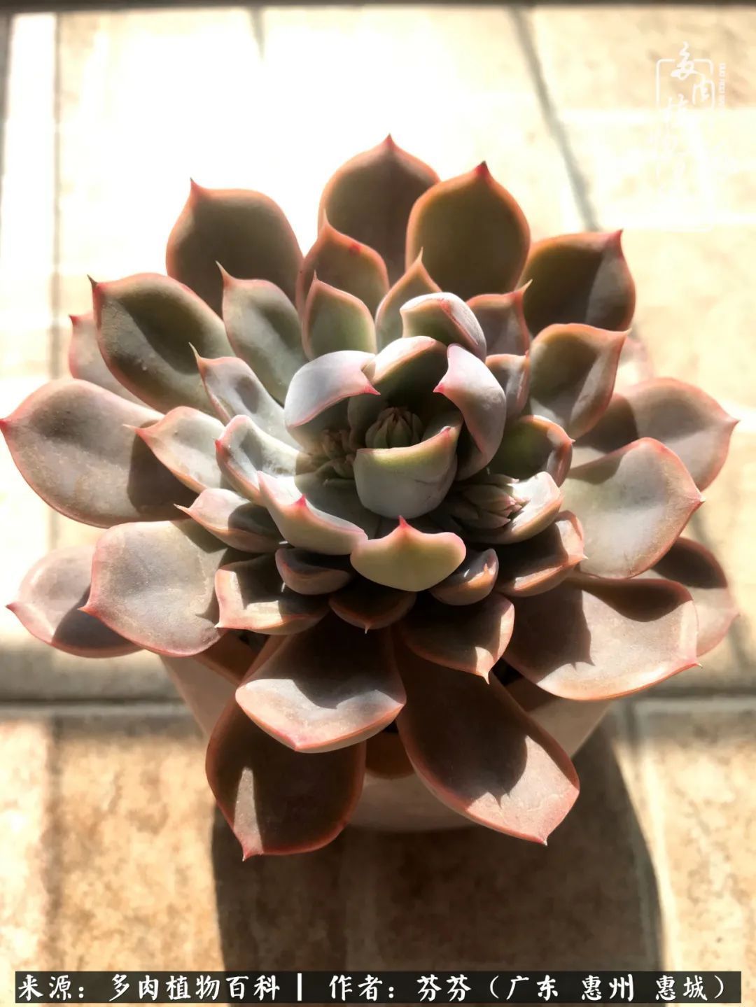 养花|一种爱好就是一种境界,养花养多肉可以培养一个人的心境!