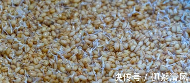 纯正手工麦芽糖做法,从发麦芽开始详细讲解,口感香甜醇厚又好吃!