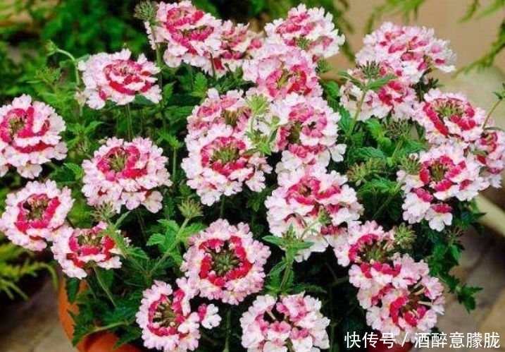 4种花是“大美女”，一到花期，阳台开成花海，满屋子飘香