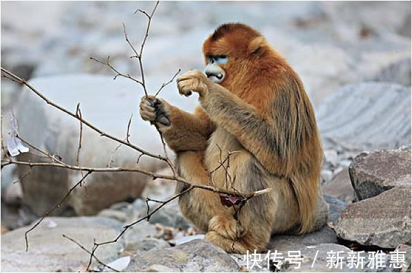 属猴人|属猴人的最佳配偶，不离婚就注定大富大贵，儿孙满堂幸福一辈子！