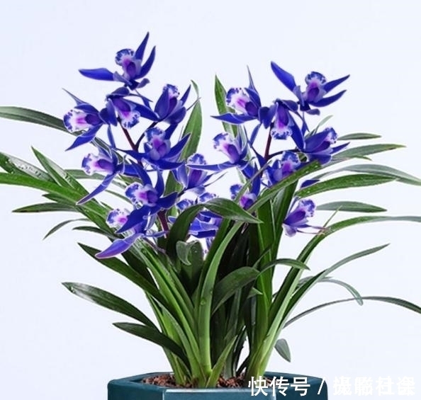 花瓣|此兰只应“天上”有,人间哪得几回闻,花色罕见,让人百看不厌