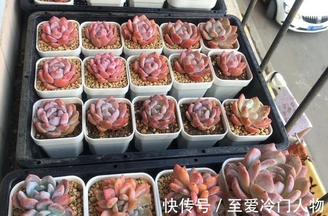 哪个品种让你爱上多肉?我因为紫乐入坑,已经被养成了大老桩