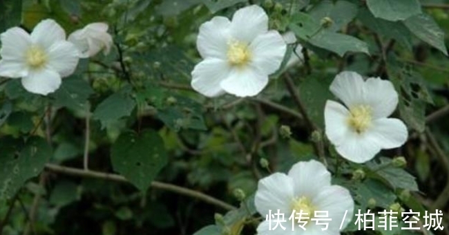 它被称为“千面美人妖精花”,价值珍贵,不容小觑