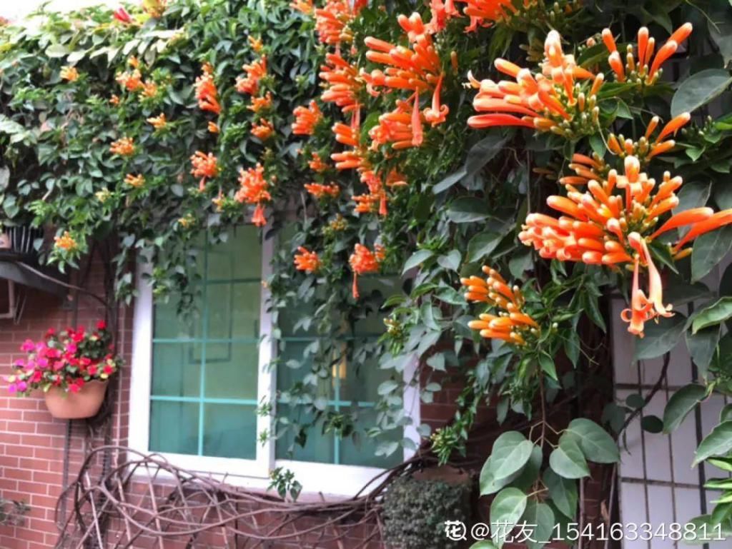 大门口种的花，开花好看，回忆满满