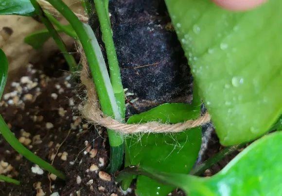 茉莉花扦插有机关,砍这一段枝条,插土里3天就活!