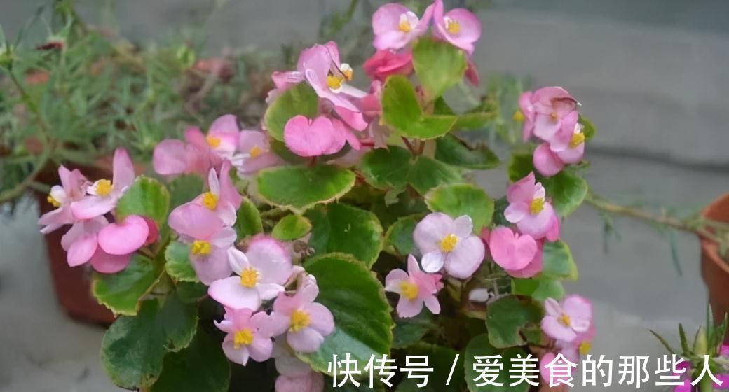 觉得家中不温馨太冷清，建议你种养此花卉，花期长，而且四季常绿