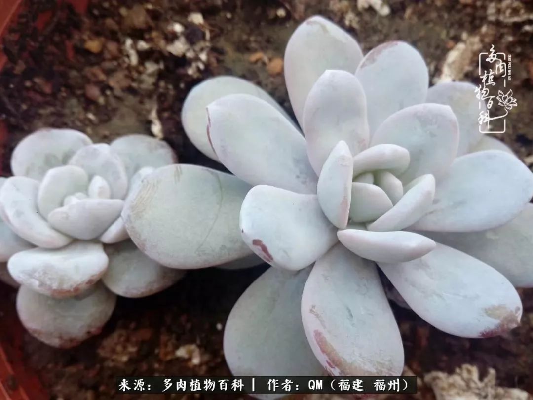 寒山转苍翠,秋水日潺湲——多肉未央,睹物思人!