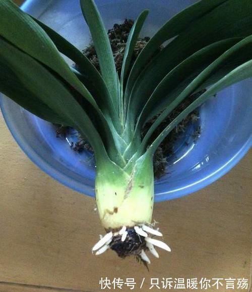 养花技巧：根都烂完了的君子兰，我捡回家，半年后开花了！