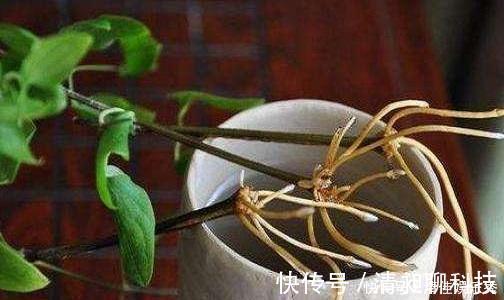 盆底|这东西泡水就是“天然生根剂”,埋在盆里也管用,根系越养越粗壮