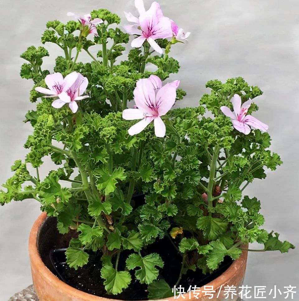 艾草|进入夏季蚊虫变多，养上几盆“驱蚊花”，不仅能观赏，还能驱蚊草