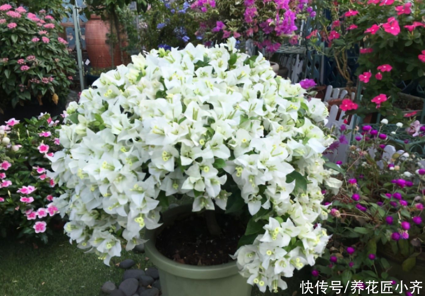 家中养着这6种花，春季花期别缺肥，这样才能持续开不停