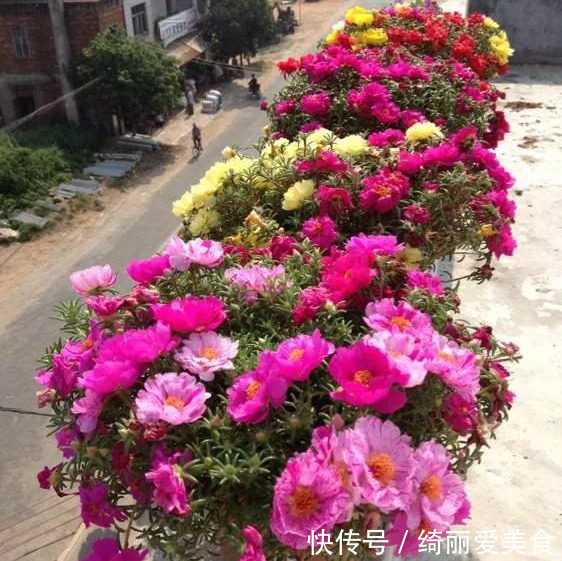 养花技巧:粗生粗养也能四季开花!少养1种都觉得亏了