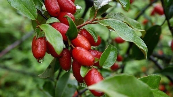 小时候吃过的农村野果,你还记得几个看这里童年的味道我知道