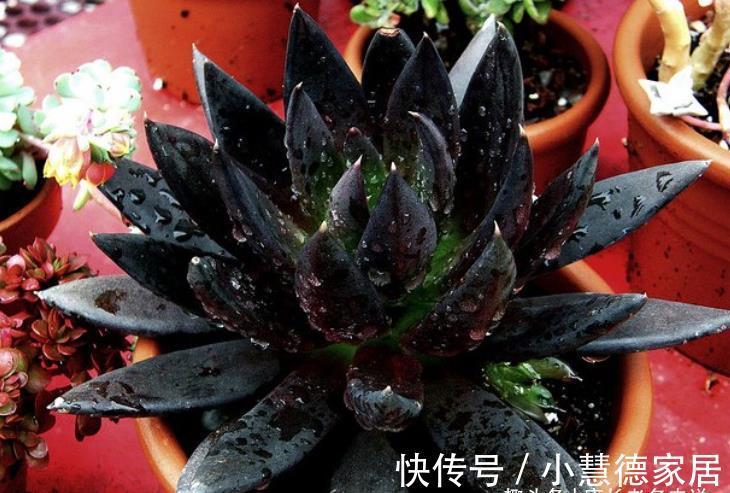 黑夜|多肉古紫颜色黑到没朋友，养好之后又酷又飒，宛若黑夜里的骑士