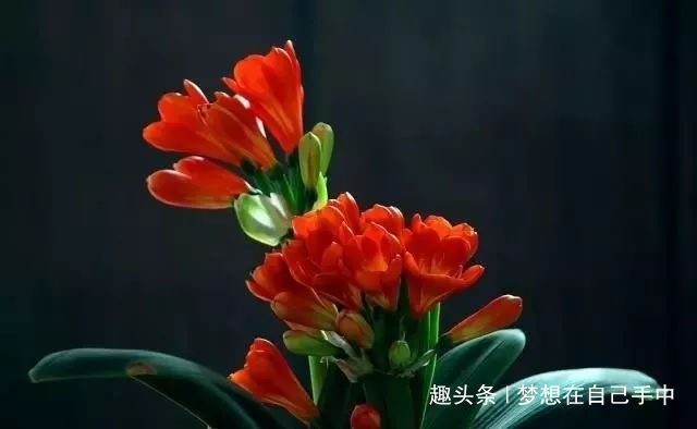 叶片|君子兰最爱“2种水”,15天用一次,花剑蹭蹭冒,1年能开2次花!