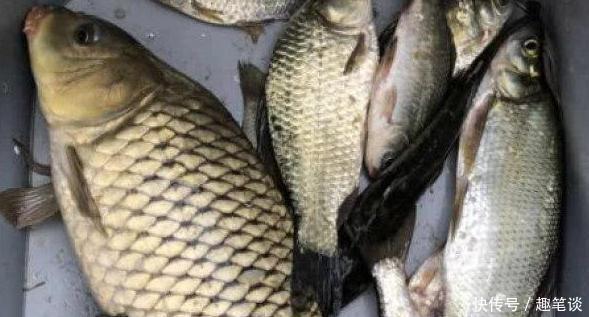 窝子|野钓经验谈之九 野钓鱼获看打窝 打窝也能打死窝