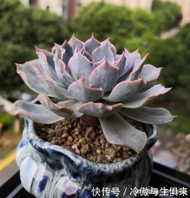 春天的包菜多肉有多美，梅雨季就有多像菜