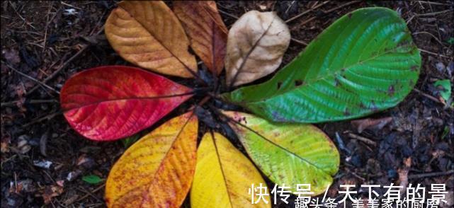 夏天|立秋过后,别忘了“吃一粥、饮二汤、忌三食”,顺应节气保平安!