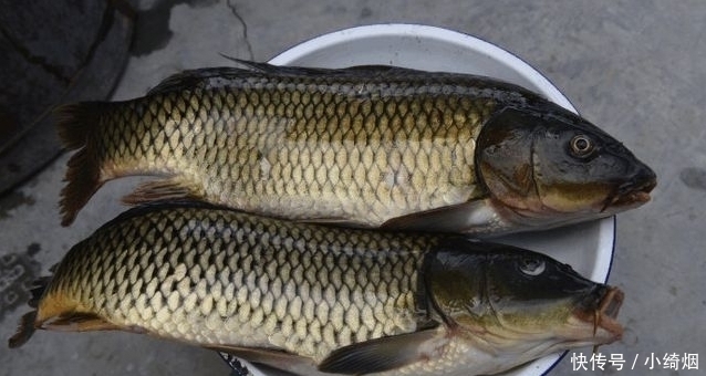 曾位列“四大名鱼”,如今却沦落到卖不动,无人愿吃,到底为啥