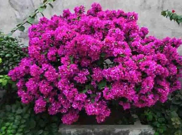 养殖''开花机器''三角梅,盆栽掌握3步操作,砰砰开花挡不住