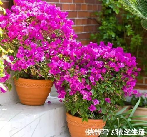 浇水|5种花真皮实,30天不浇水照样枝繁叶茂,绽放层叠群花!
