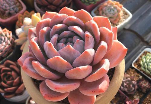 积水|最怕“喝水”的3种花,不怪你太勤劳,只因为它“胃太小”