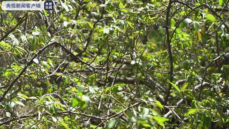 四叶参|泰山发现野生黄精群落及近危物种泰山柳