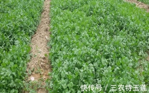 配料|味道奇特的“它”,还是备受重视的配料,价格比普通青菜更高