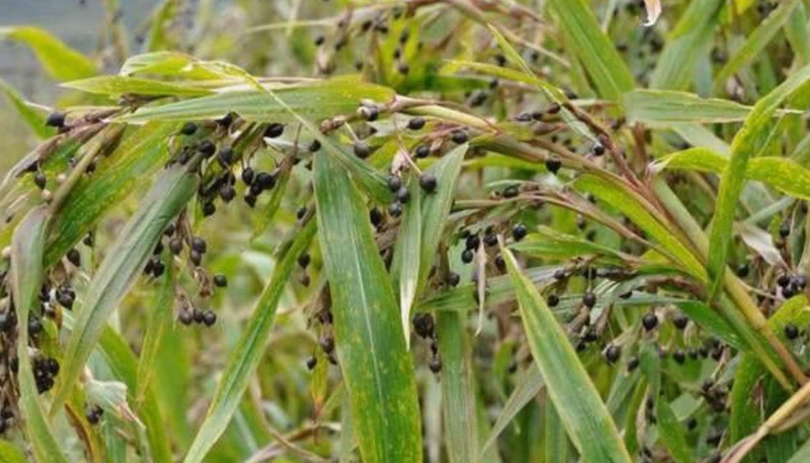 农村地区|农村这种野草,被人们称为“来尿珠”有着不少的价值!