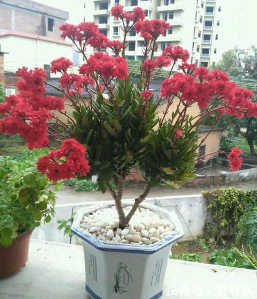 光照|养“长寿花”3年变老桩，窜成“巨无霸”，开成大花球，美！