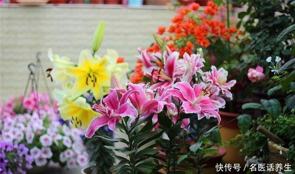 这些香香花,都有长寿命,只要种一次,开花几十年,爆满小球球!