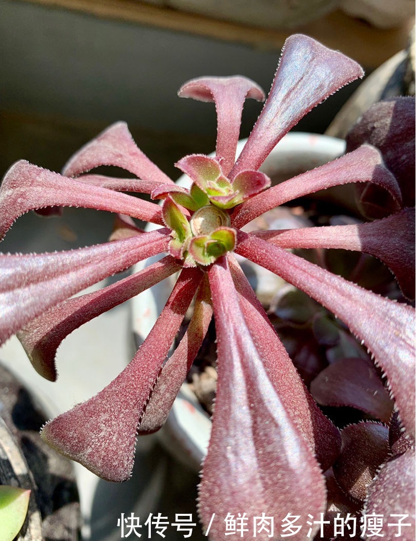 养多肉该不该砍头,什么时候砍头合适?